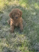 Joey, a male Miniature Goldendoodle for sale in Phoenix, AZ – 7 of 9