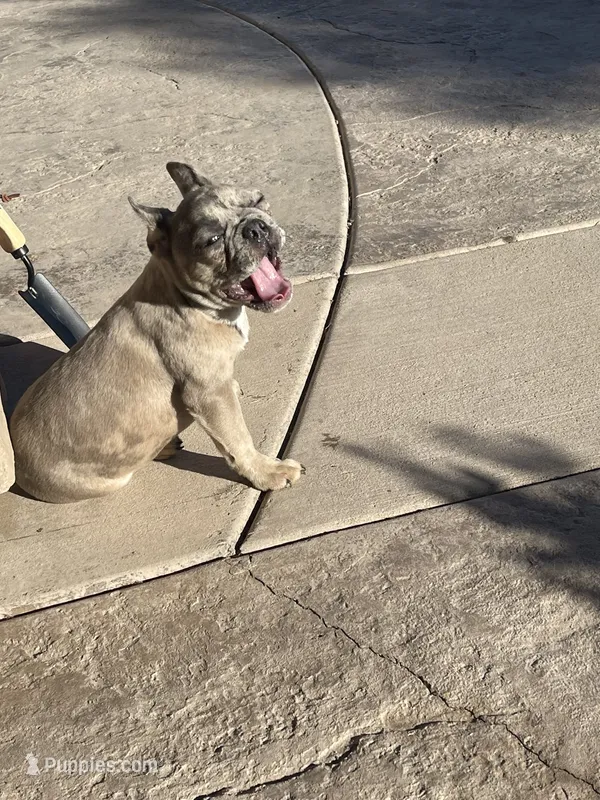 Hill Billy  – French Bulldog puppy for sale in Phoenix, AZ