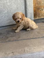 Jax, a male Miniature Goldendoodle for sale in Grand Junction, CO – 4 of 4