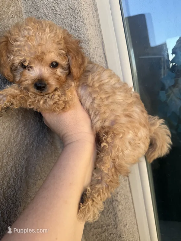 Jax – Miniature Goldendoodle puppy for sale in Grand Junction, CO