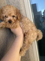 Jax, a male Miniature Goldendoodle for sale in Grand Junction, CO – 1 of 4