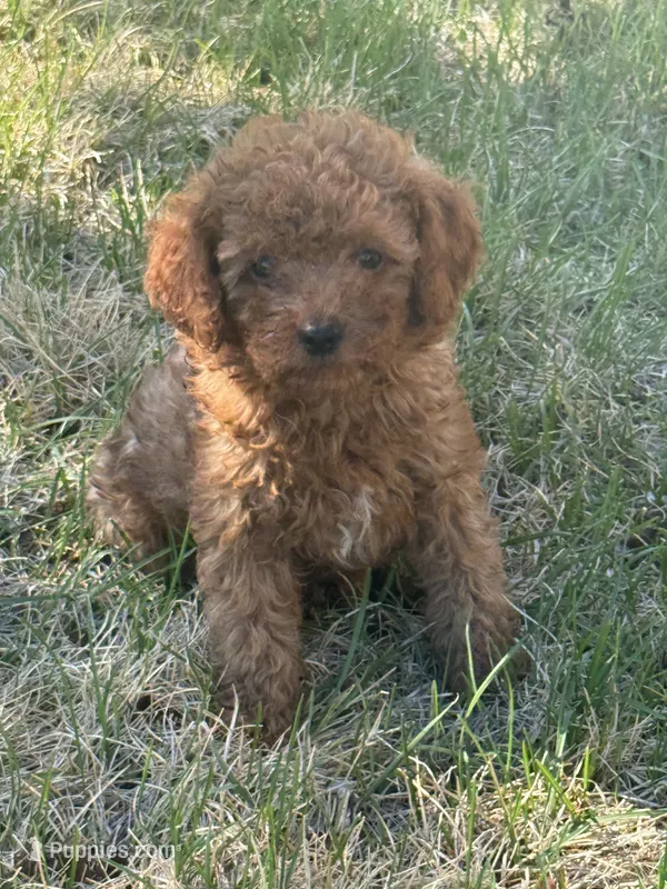 Joey – Miniature Goldendoodle puppy for sale in Grand Junction, CO