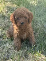 Joey, a male Miniature Goldendoodle for sale in Phoenix, AZ – 1 of 9