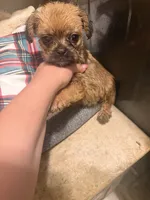 Teddy, a male French Bulldog and Poodle - Toy  for sale in Grand Junction, CO – 2 of 4