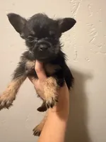 Rolly , a male French Bulldog and Poodle - Toy  for sale in Grand Junction, CO – 2 of 3