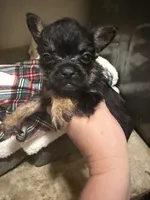 Rolly , a male French Bulldog and Poodle - Toy  for sale in Grand Junction, CO – 1 of 3