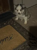 Toy Rocky, a male Pomsky for sale in Grand Junction, CO – 5 of 7