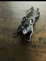 Bob, a male French Bulldog for sale in Phoenix, AZ – 2 of 2