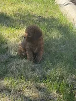 Joey, a male Miniature Goldendoodle for sale in Phoenix, AZ – 8 of 9