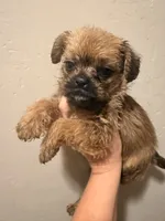Teddy, a male French Bulldog and Poodle - Toy  for sale in Grand Junction, CO – 1 of 4