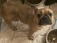 Cherry, a female French Bulldog for sale in Grand Junction, CO – 2 of 4