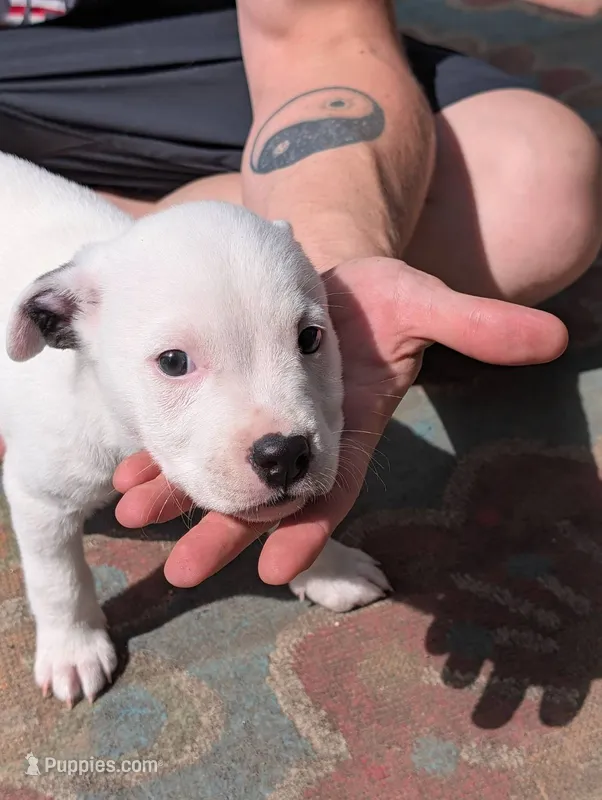 Tech – American Pit Bull Terrier puppy for sale in Des Moines, IA