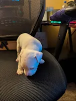 Tech, a male American Pit Bull Terrier for sale in Des Moines, IA – 2 of 2