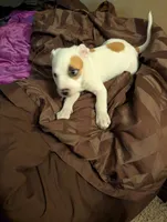 Left Eye, a male American Pit Bull Terrier for sale in Des Moines, IA – 2 of 8