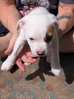Left Eye, a male American Pit Bull Terrier for sale in Des Moines, IA – 6 of 8