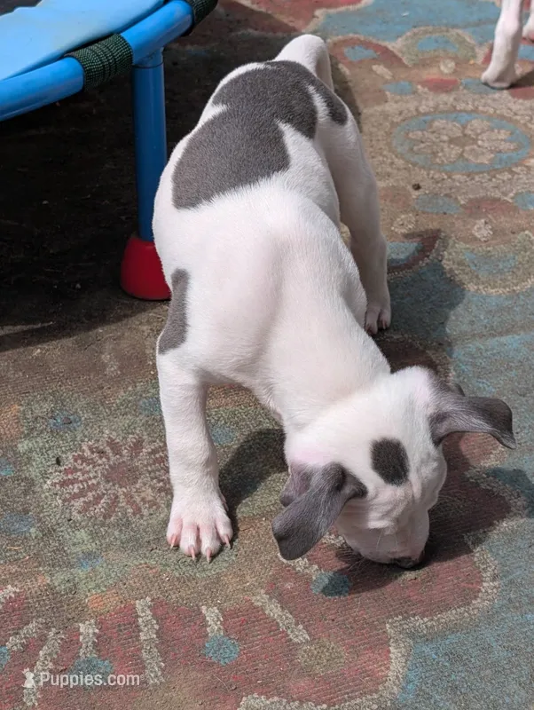 Mini Marsh – American Pit Bull Terrier puppy for sale in Des Moines, IA