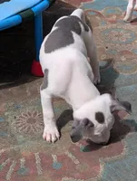 Mini Marsh, a male American Pit Bull Terrier for sale in Des Moines, IA – 6 of 10