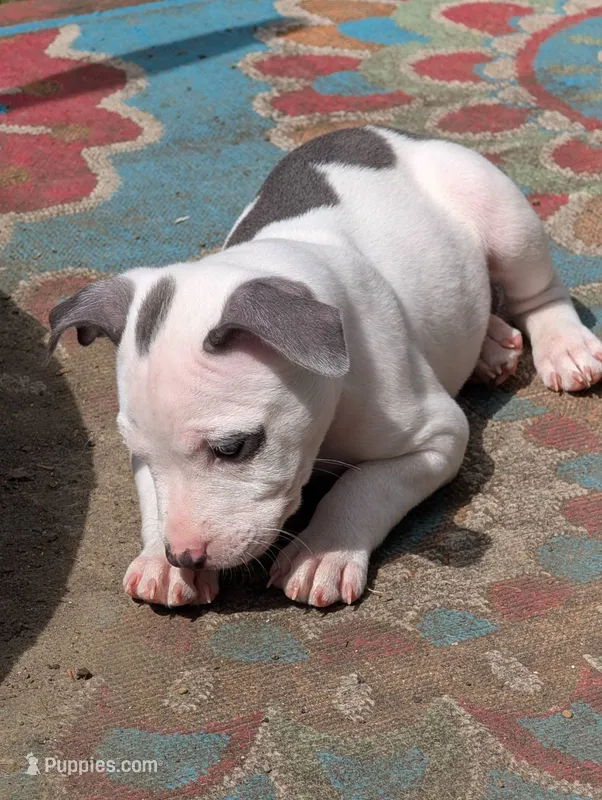 Mini Marsh – American Pit Bull Terrier puppy for sale in Des Moines, IA
