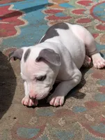 Mini Marsh, a male American Pit Bull Terrier for sale in Des Moines, IA – 5 of 10