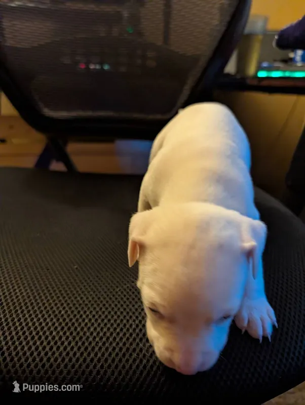 Tech – American Pit Bull Terrier puppy for sale in Des Moines, IA