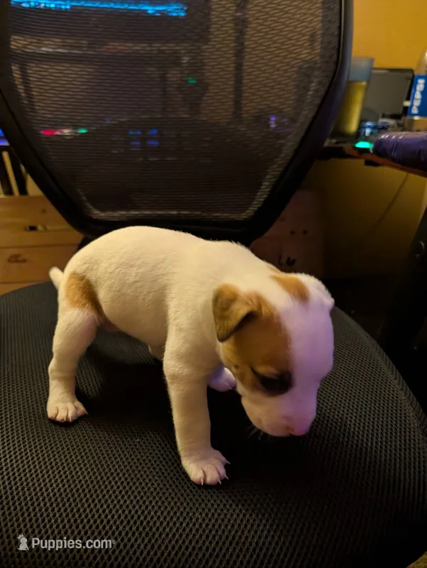 Left Eye – American Pit Bull Terrier puppy for sale in Des Moines, IA