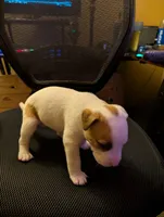 Left Eye, a male American Pit Bull Terrier for sale in Des Moines, IA – 1 of 2