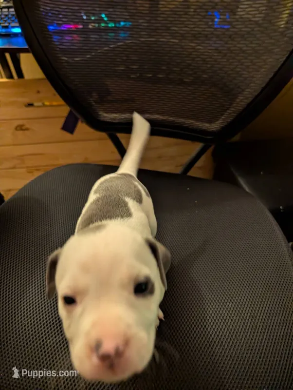 Mini Marsh – American Pit Bull Terrier puppy for sale in Des Moines, IA