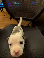 Mini Marsh, a male American Pit Bull Terrier for sale in Des Moines, IA – 1 of 3