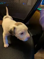 Sweetheart, a female American Pit Bull Terrier for sale in Des Moines, IA – 3 of 3