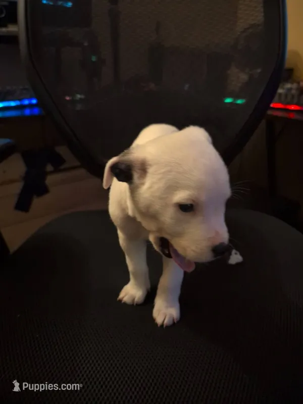 Tech – American Pit Bull Terrier puppy for sale in Des Moines, IA