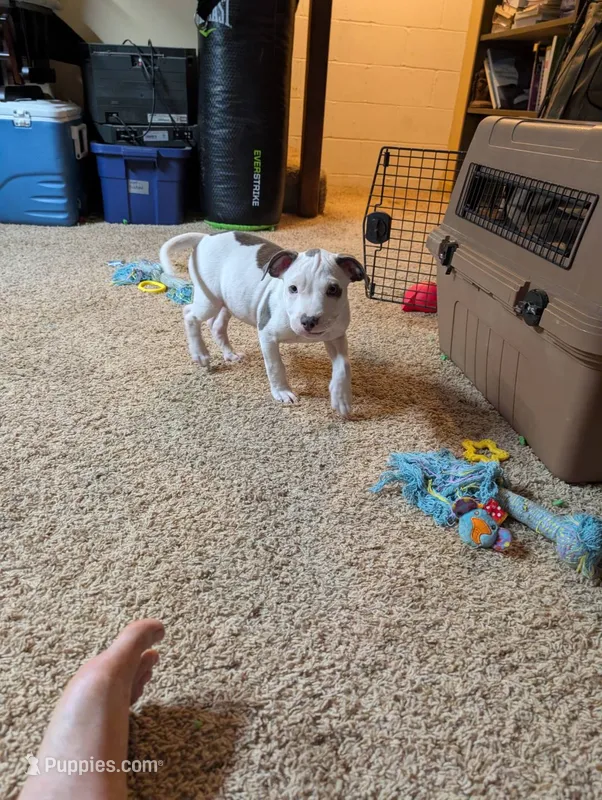 Mini Marsh – American Pit Bull Terrier puppy for sale in Des Moines, IA