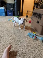 Mini Marsh, a male American Pit Bull Terrier for sale in Des Moines, IA – 1 of 10