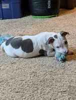 Mini Marsh, a male American Pit Bull Terrier for sale in Des Moines, IA – 3 of 10