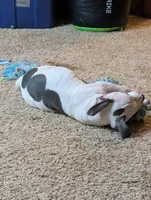 Mini Marsh, a male American Pit Bull Terrier for sale in Des Moines, IA – 4 of 10