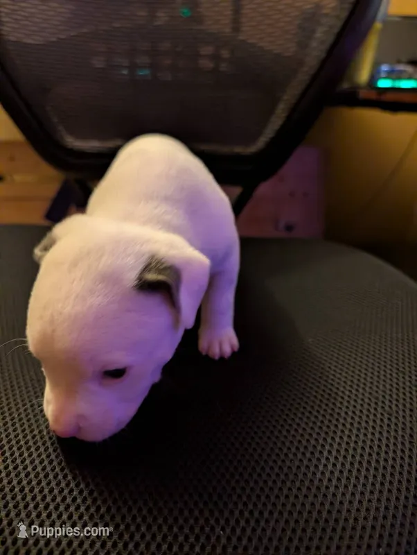 Horns – American Pit Bull Terrier puppy for sale in Des Moines, IA