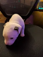 Horns, a male American Pit Bull Terrier for sale in Des Moines, IA – 1 of 3