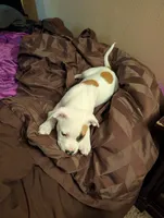 Left Eye, a male American Pit Bull Terrier for sale in Des Moines, IA – 3 of 8
