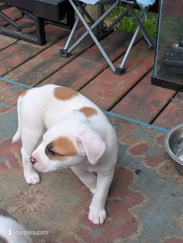 Left Eye – American Pit Bull Terrier puppy for sale in Des Moines, IA