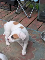 Left Eye, a male American Pit Bull Terrier for sale in Des Moines, IA – 4 of 8