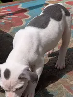 Mini Marsh, a male American Pit Bull Terrier for sale in Des Moines, IA – 7 of 10