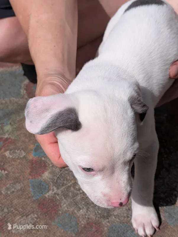 Horns – American Pit Bull Terrier puppy for sale in Des Moines, IA