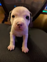 Mini Marsh, a male American Pit Bull Terrier for sale in Des Moines, IA – 3 of 3