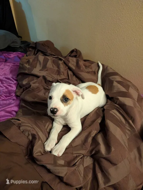 Left Eye – American Pit Bull Terrier puppy for sale in Des Moines, IA