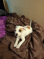 Left Eye, a male American Pit Bull Terrier for sale in Des Moines, IA – 1 of 8