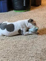 Mini Marsh, a male American Pit Bull Terrier for sale in Des Moines, IA – 2 of 10