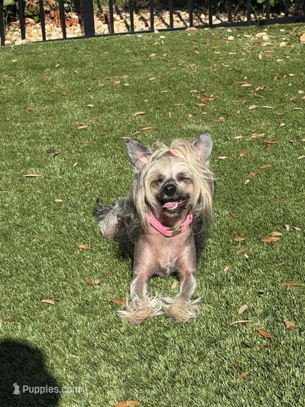 Gidget – Chinese Crested puppy for sale in Sarasota, FL