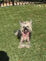 Gidget, a female Chinese Crested for sale in Sarasota, FL – 1 of 9