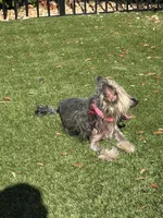 Gidget, a female Chinese Crested for sale in Sarasota, FL – 5 of 9