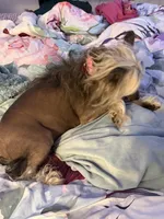 Gidget, a female Chinese Crested for sale in Sarasota, FL – 3 of 9