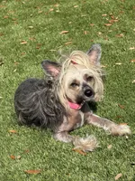 Gidget, a female Chinese Crested for sale in Sarasota, FL – 8 of 9